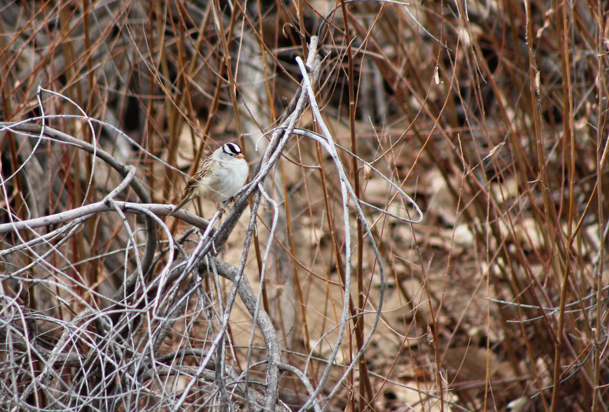 White-crowned Sparrow - ML44203391