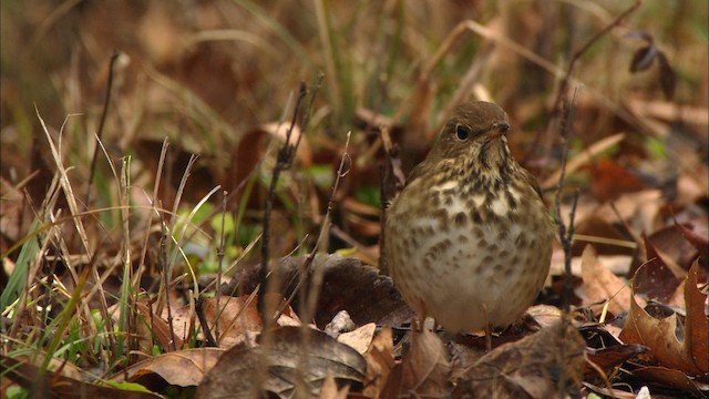  - Hermit Thrush (faxoni/crymophilus)