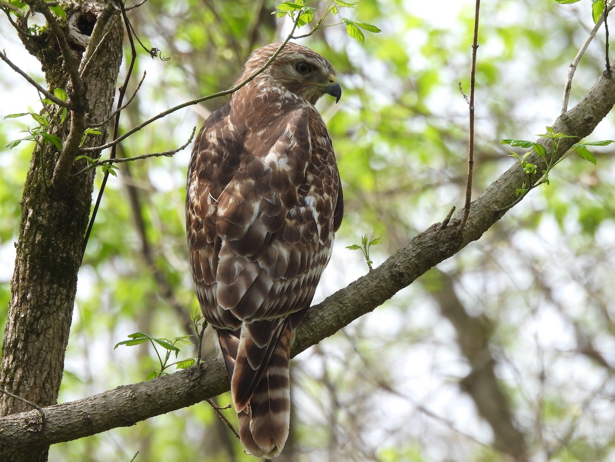 Red-shouldered Hawk - Jenny Young