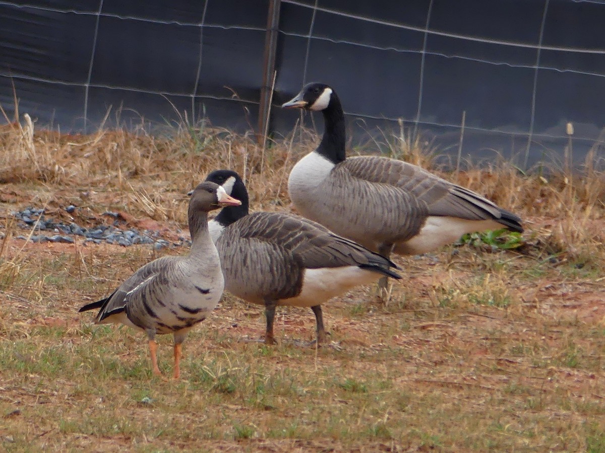 Greater White-fronted Goose - ML44204701