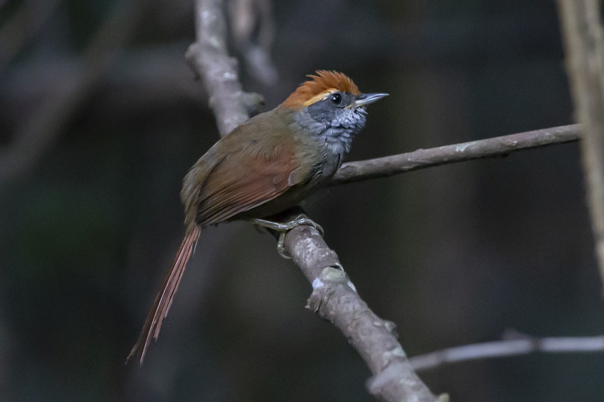 Rufous-capped Spinetail - ML442051141