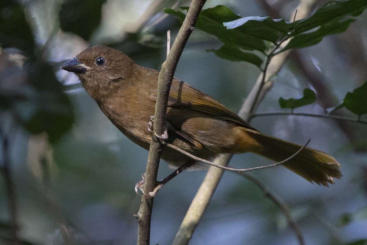 Red-crowned Ant-Tanager - ML442051341