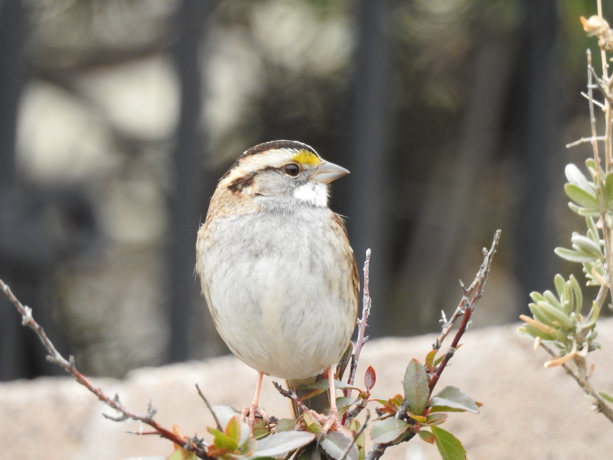White-throated Sparrow - Jay Follett