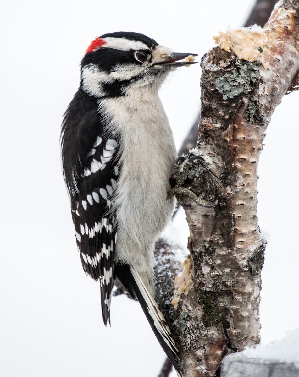 Downy Woodpecker - ML44205771