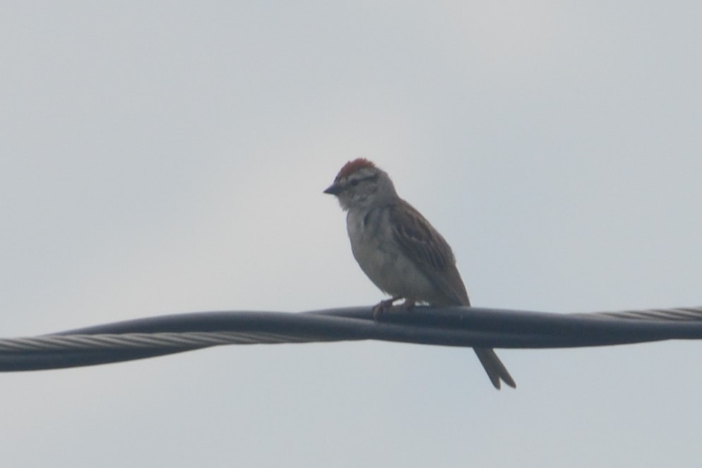 Chipping Sparrow - Gregory Sanderson