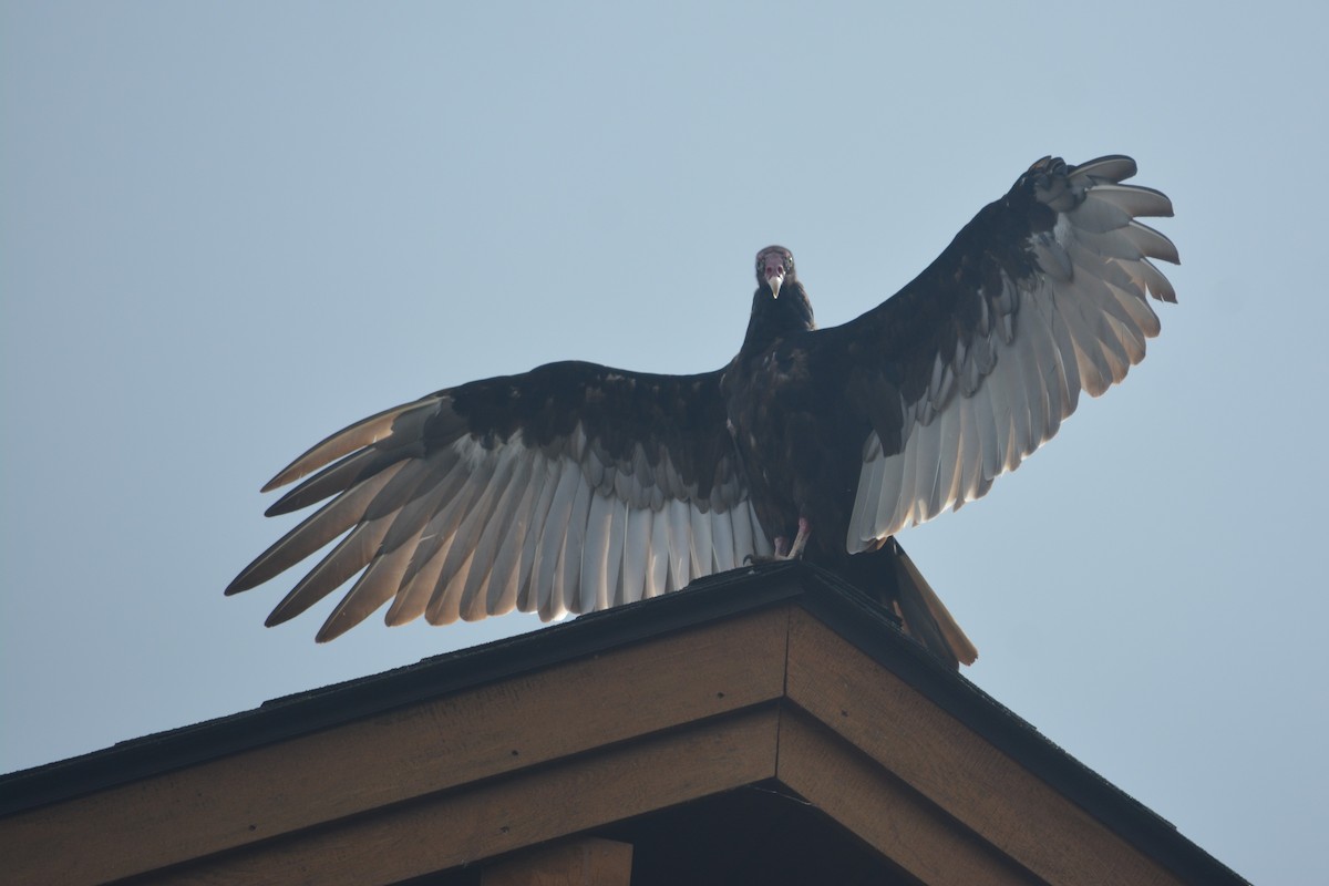 Turkey Vulture - ML442059141