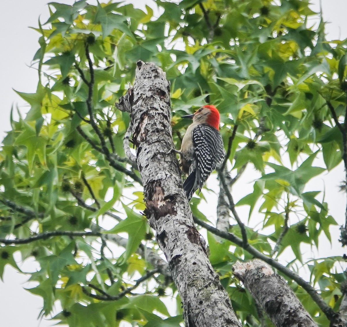 Red-bellied Woodpecker - ML442059781