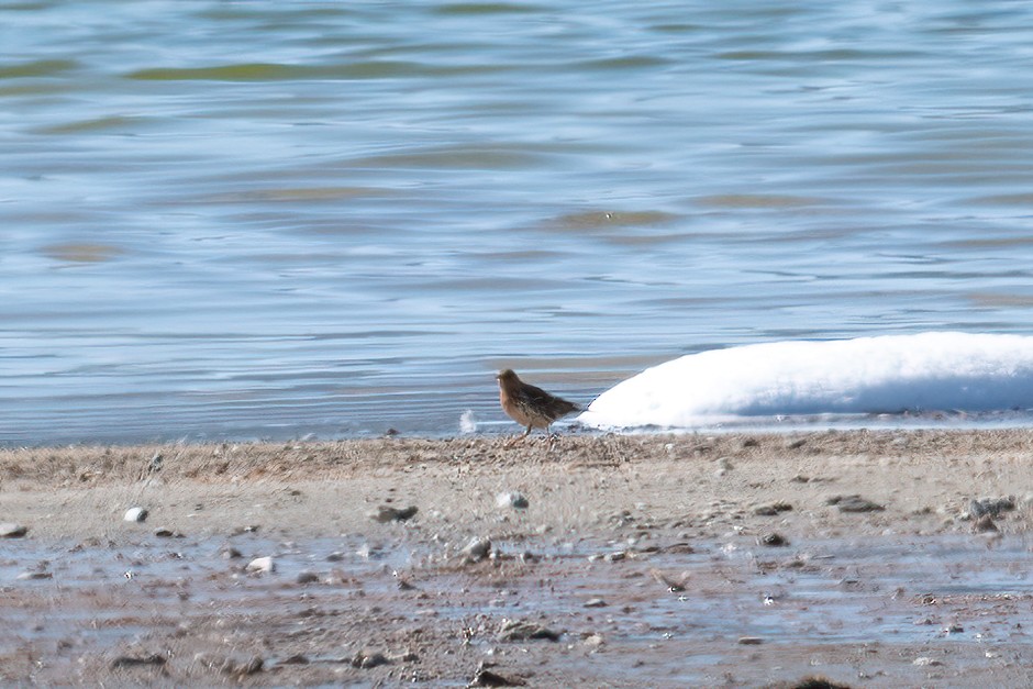 eBird Checklist 30 Apr 2022 Mono Lake County Park 19 species