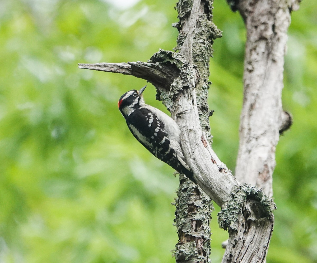 Downy Woodpecker - ML442059841
