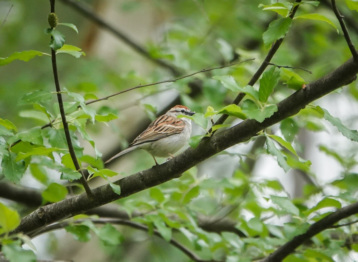 Chipping Sparrow - ML442060451
