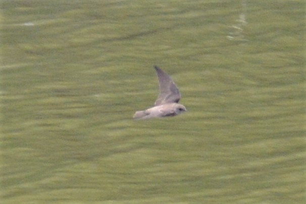 Northern Rough-winged Swallow - ML442063651