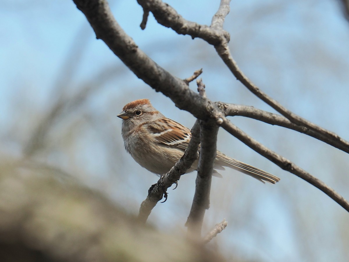 American Tree Sparrow - ML442069171