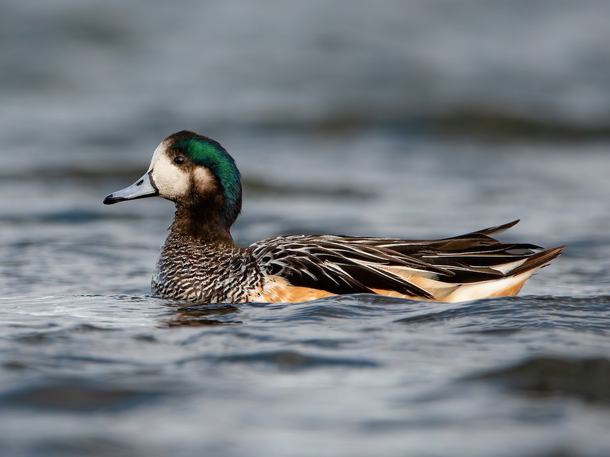 Chiloe Wigeon - Mareca sibilatrix - Birds of the World