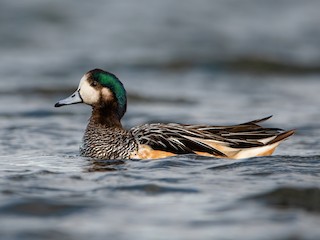  - Chiloe Wigeon