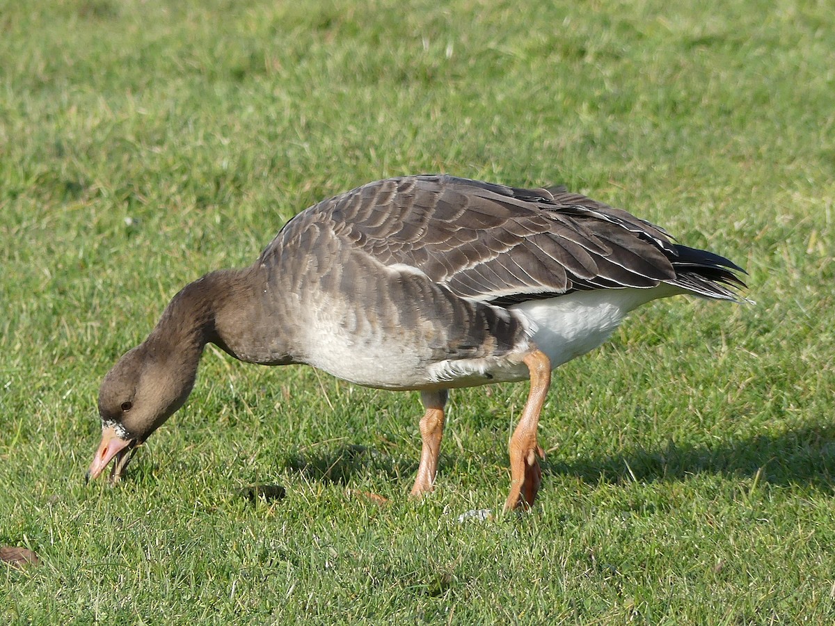 Greater White-fronted Goose - ML44207121