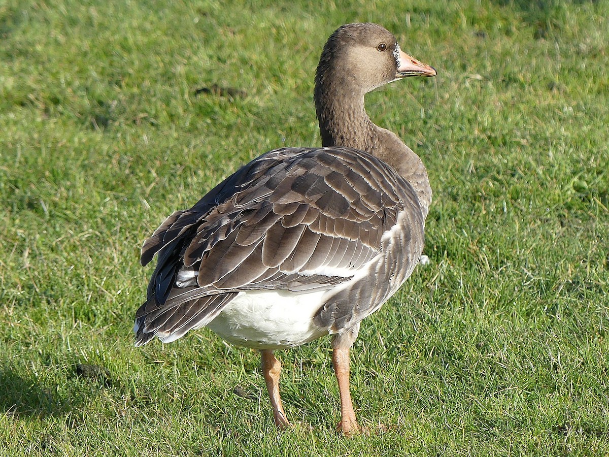 Greater White-fronted Goose - Philip Dickinson