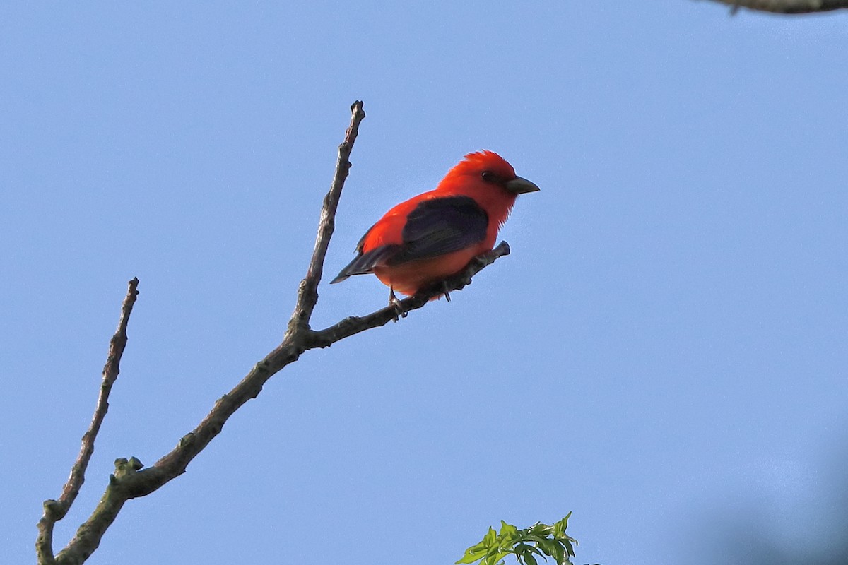Scarlet Tanager - ML442075051