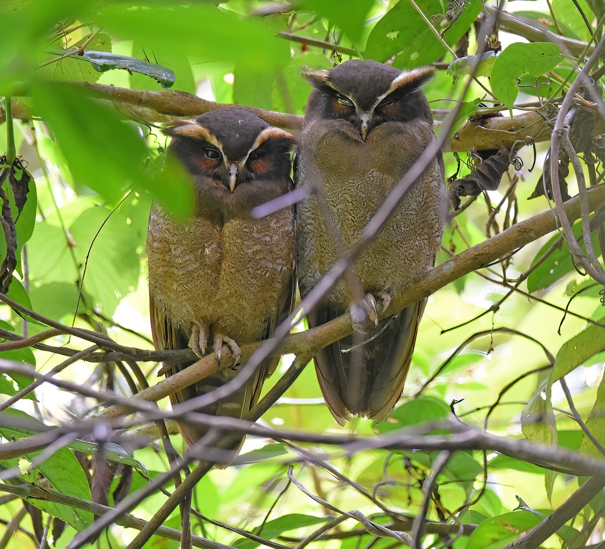 Crested Owl - ML442076961