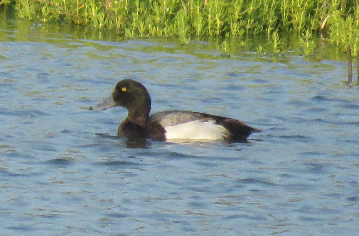 Greater Scaup - ML442091381
