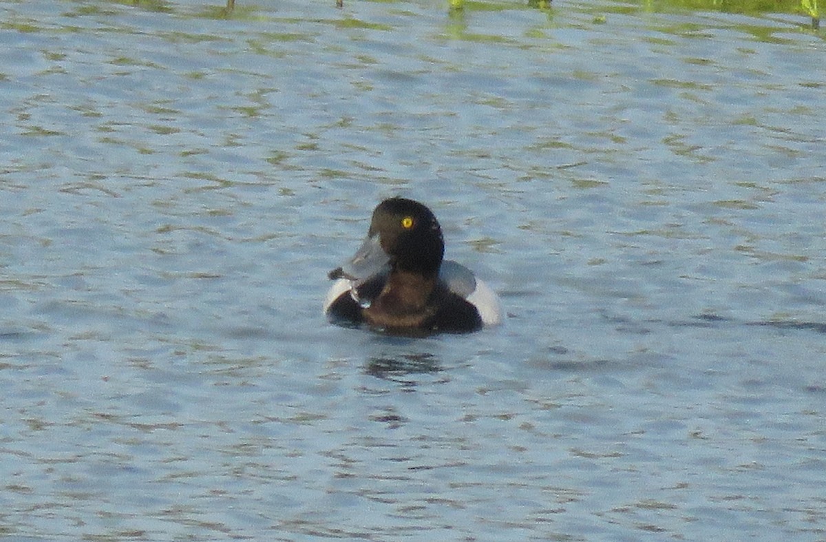 Greater Scaup - ML442091651