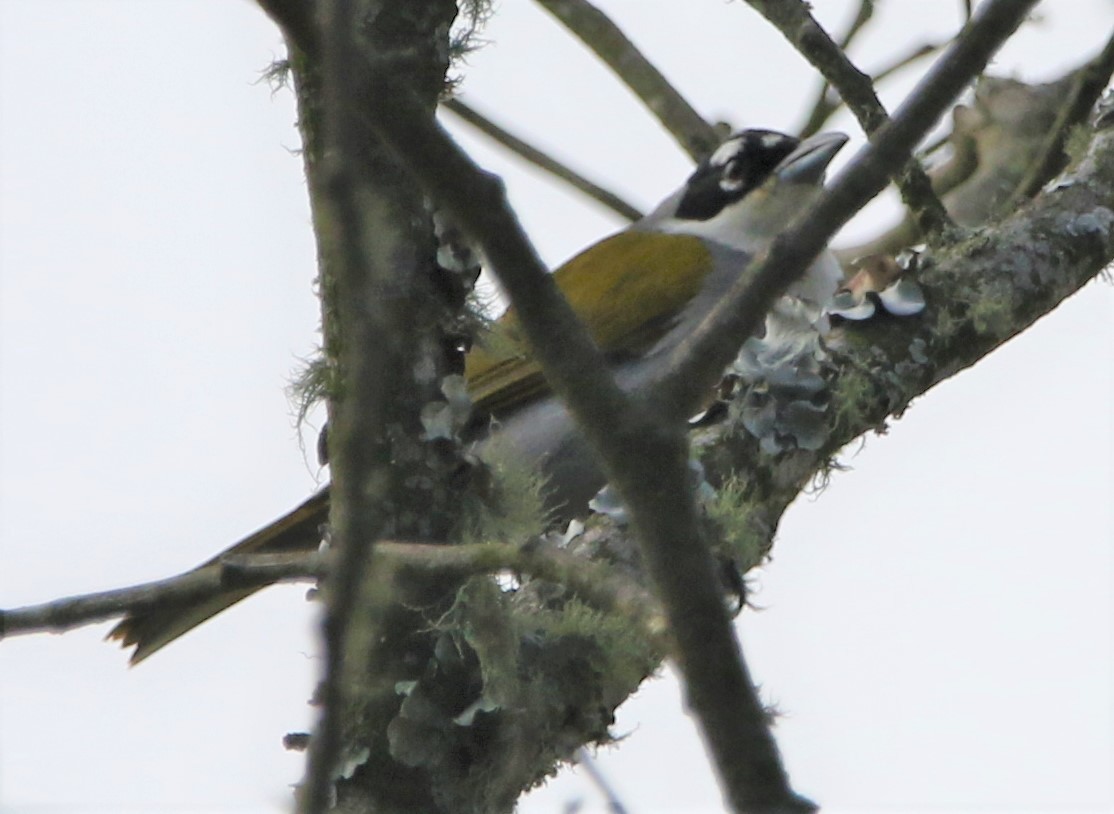 Black-crowned Palm-Tanager - ML442093631