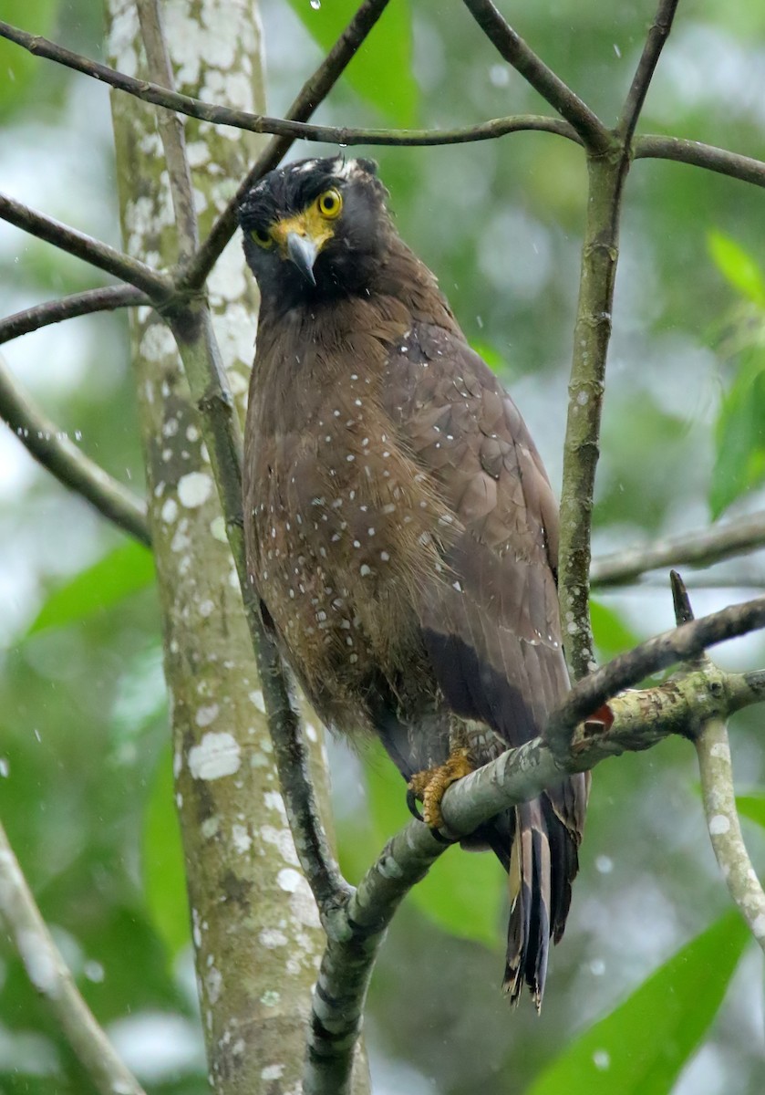 Crested Serpent-Eagle - ML442102331