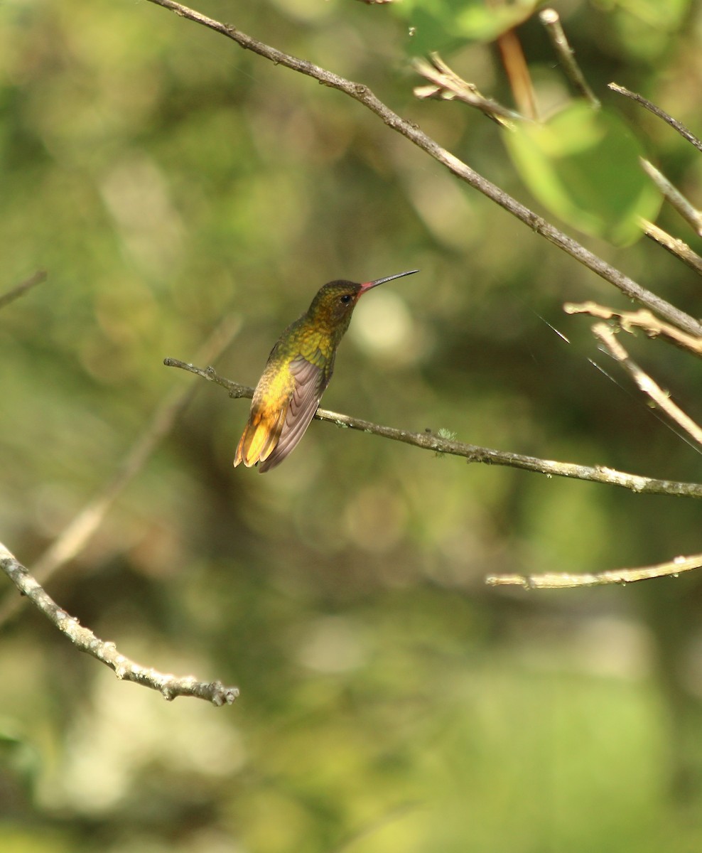 Gilded Hummingbird - ML44210511