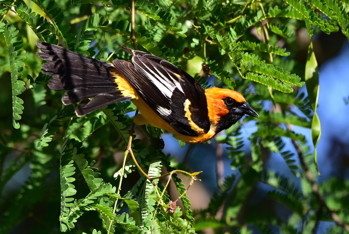 Spot-breasted Oriole - Dean Hester
