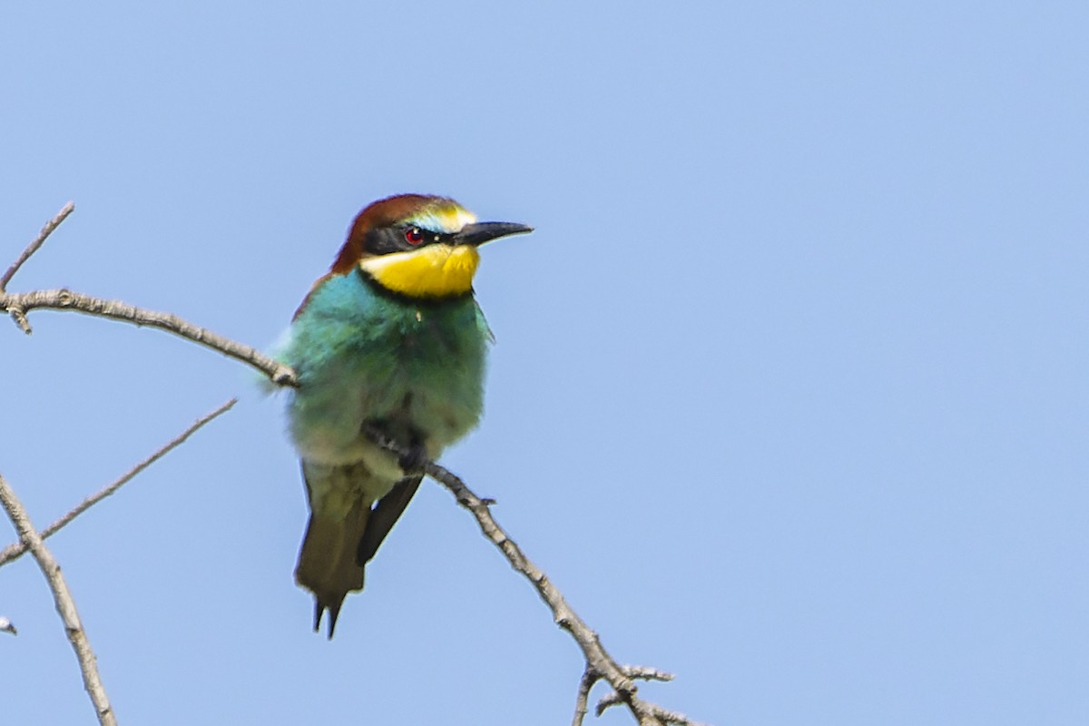 European Bee-eater - ML442110921