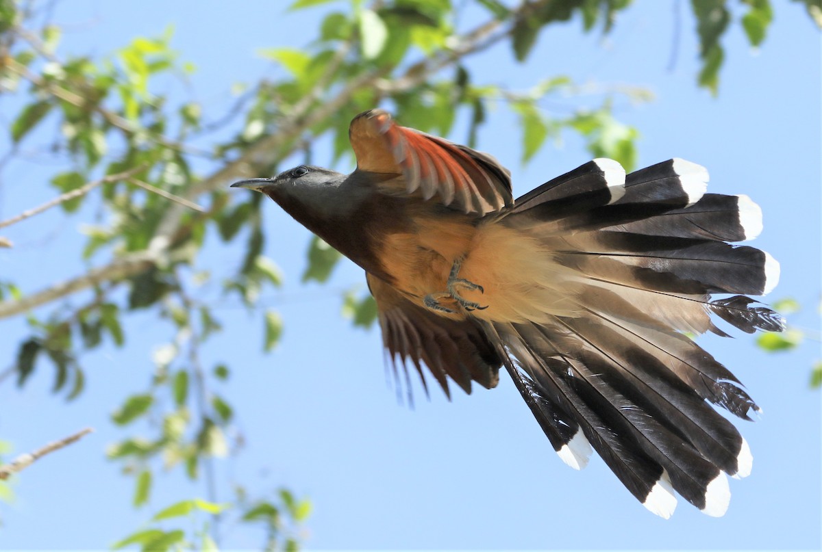 Bay-breasted Cuckoo - Daniel Lebbin