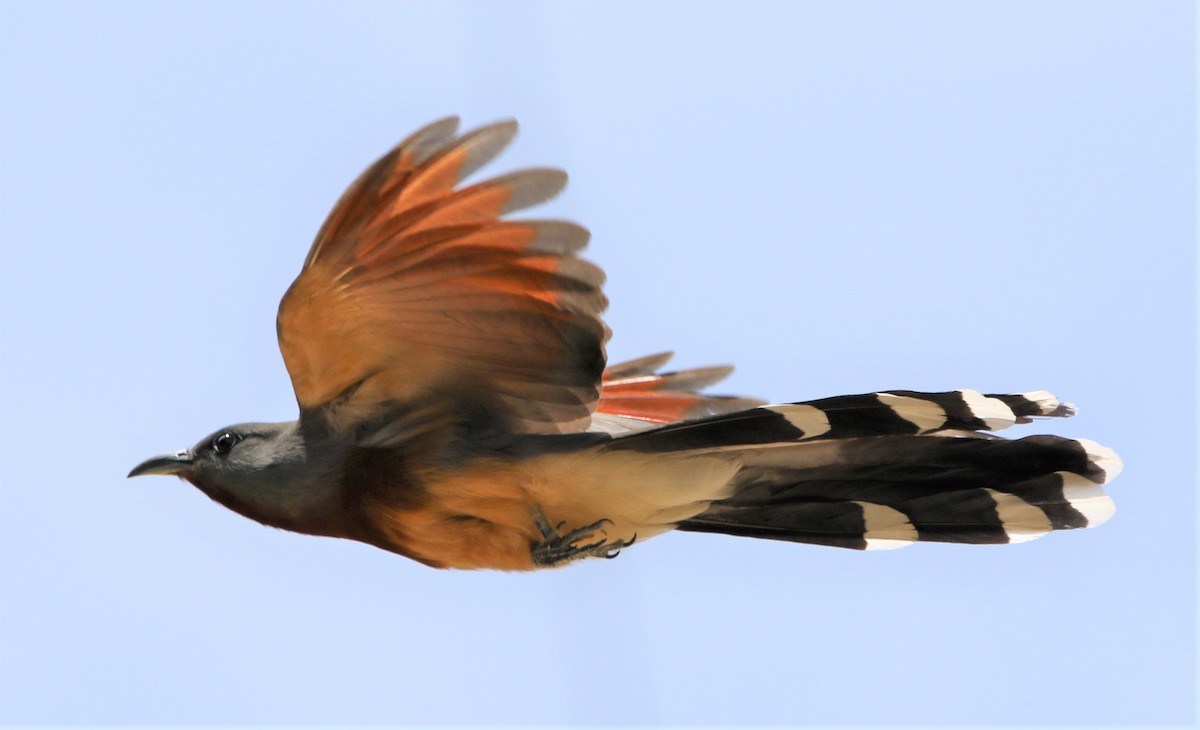Bay-breasted Cuckoo - ML442112481