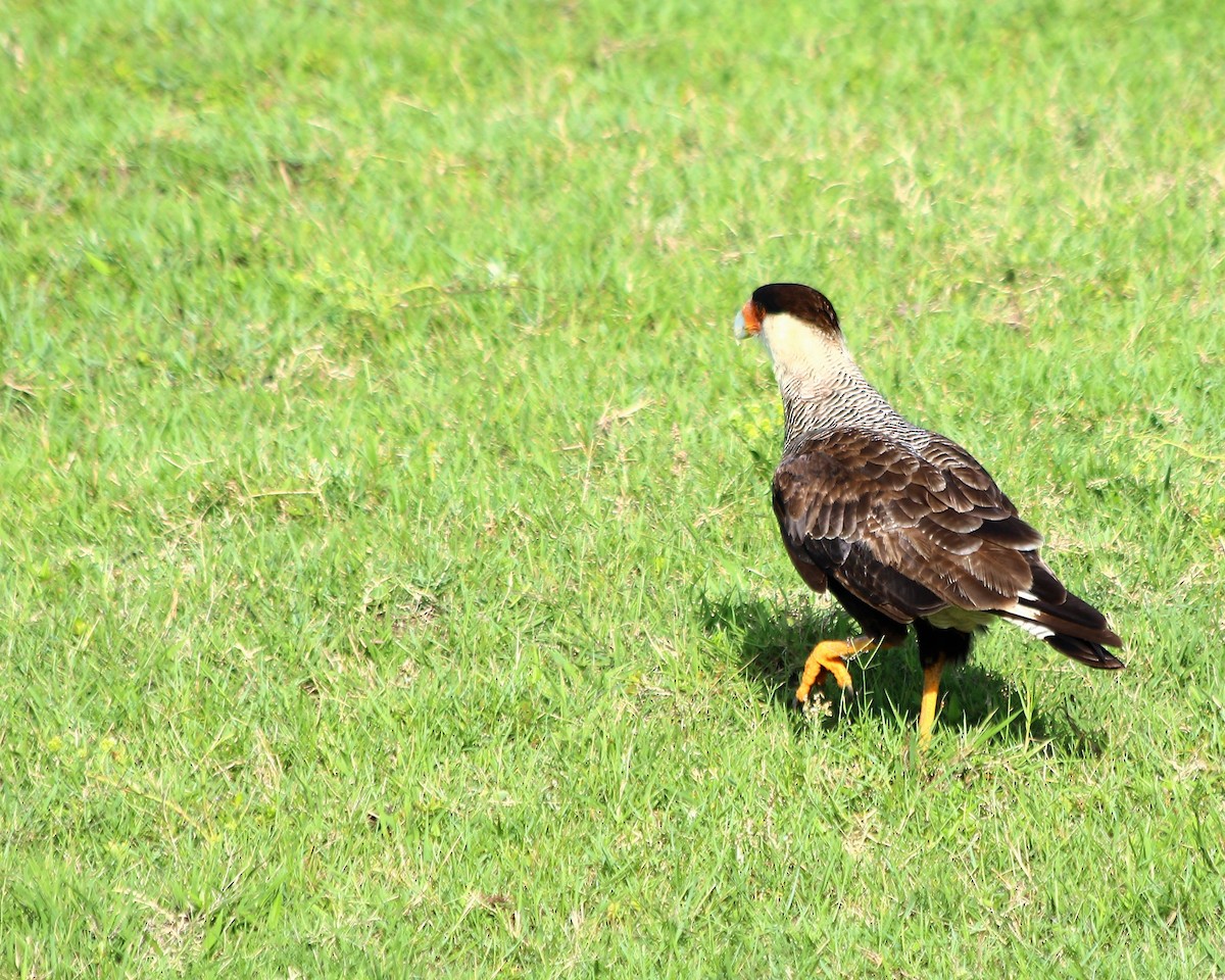 Crested Caracara (Southern) - ML44211431