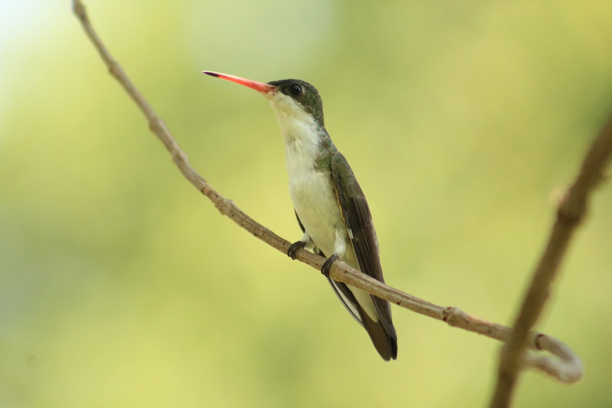 Green-fronted Hummingbird - ML442114991