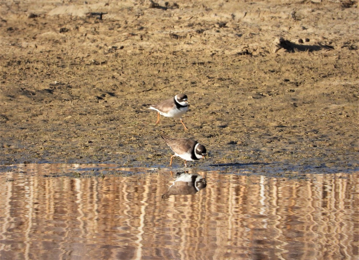 Semipalmated Plover - ML442118061