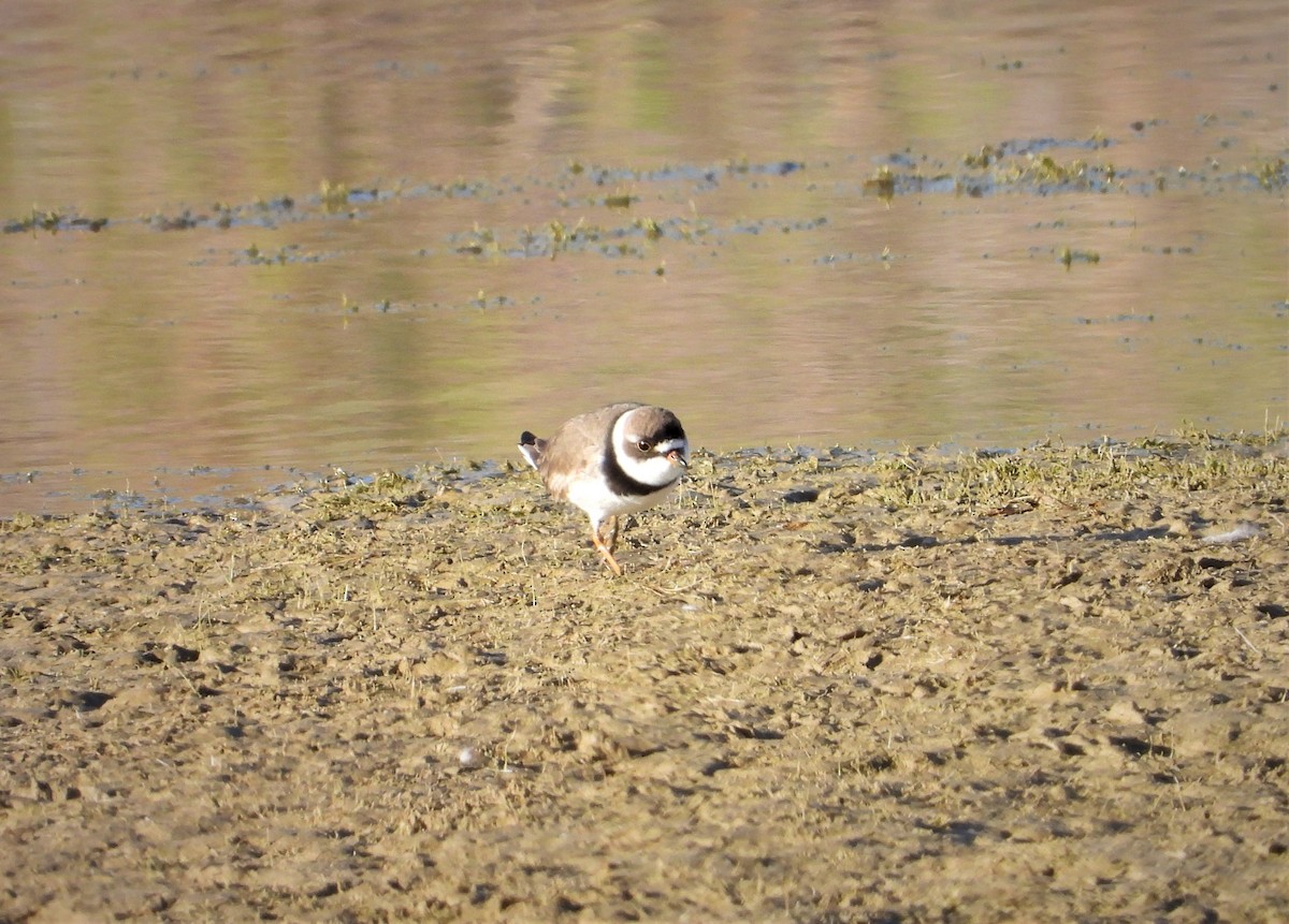 Semipalmated Plover - ML442118091