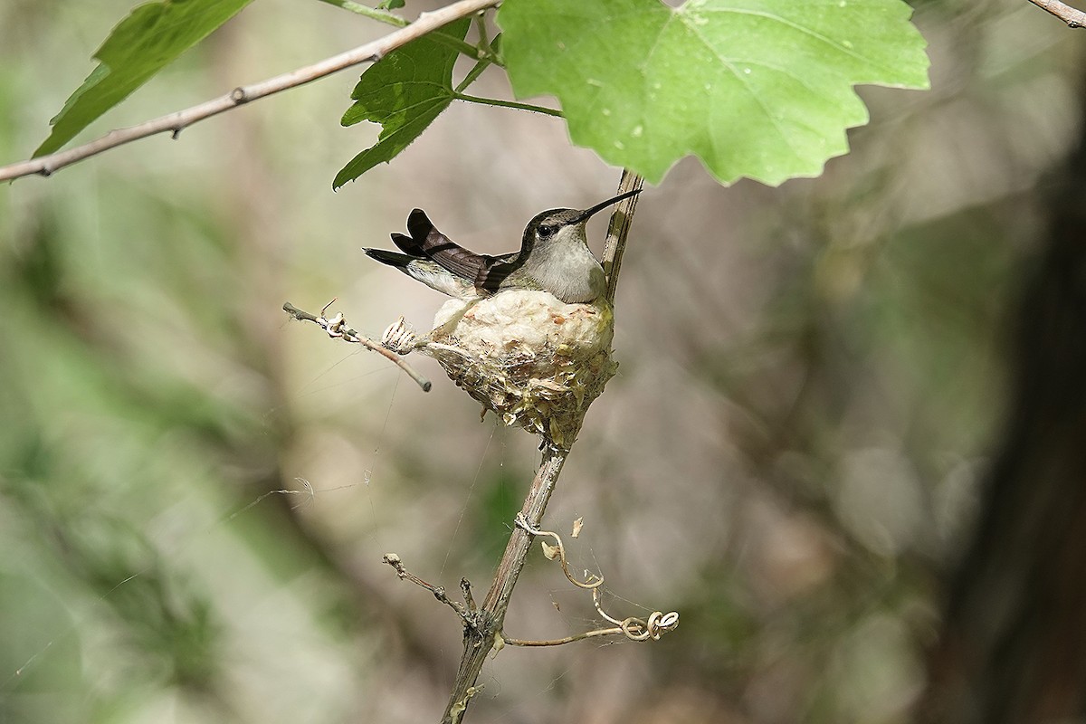 Black-chinned Hummingbird - ML442119041