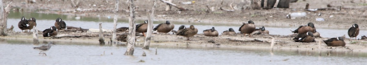 Blue-winged Teal - ML442119181