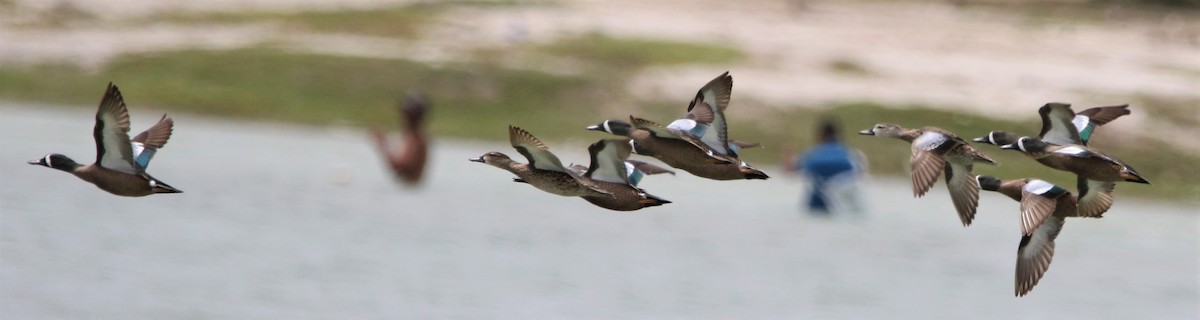 Blue-winged Teal - ML442119771
