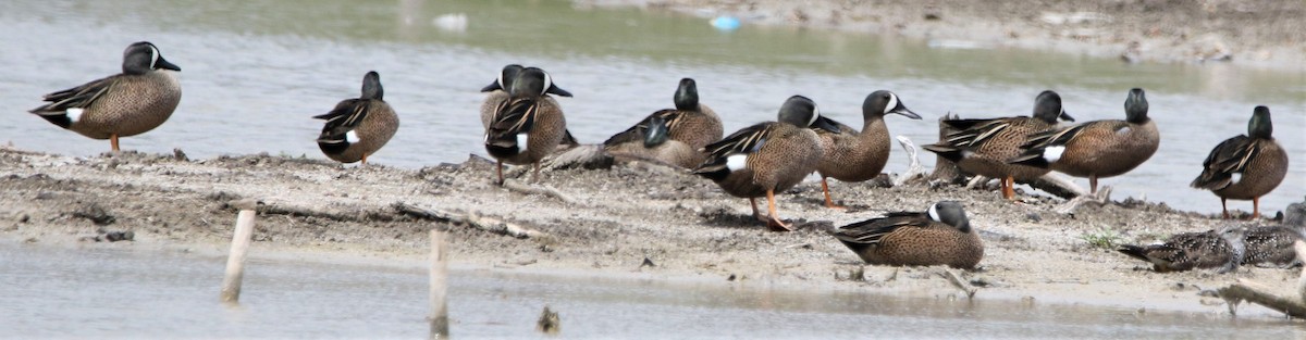 Blue-winged Teal - ML442119781