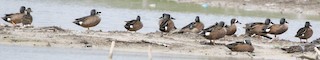 Blue-winged Teal, ML442119791