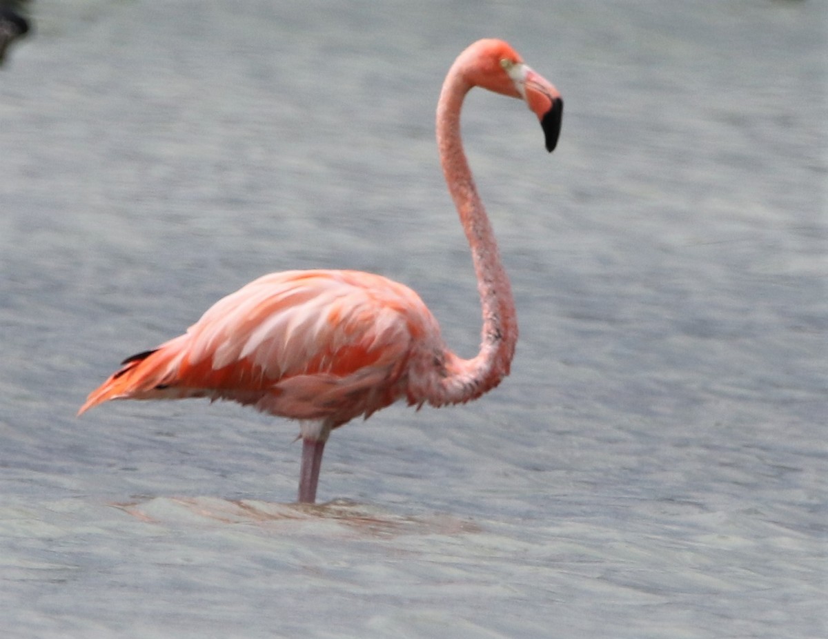American Flamingo - Daniel Lebbin