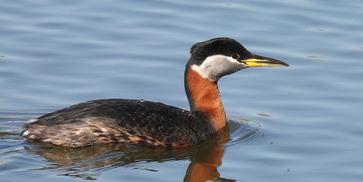 Red-necked Grebe - ML442124621