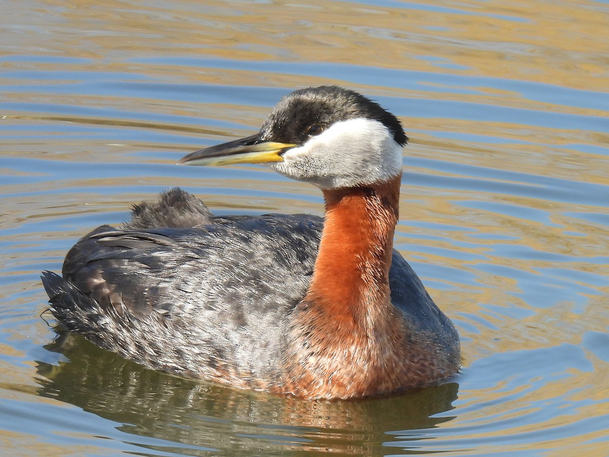 Red-necked Grebe - ML442124641
