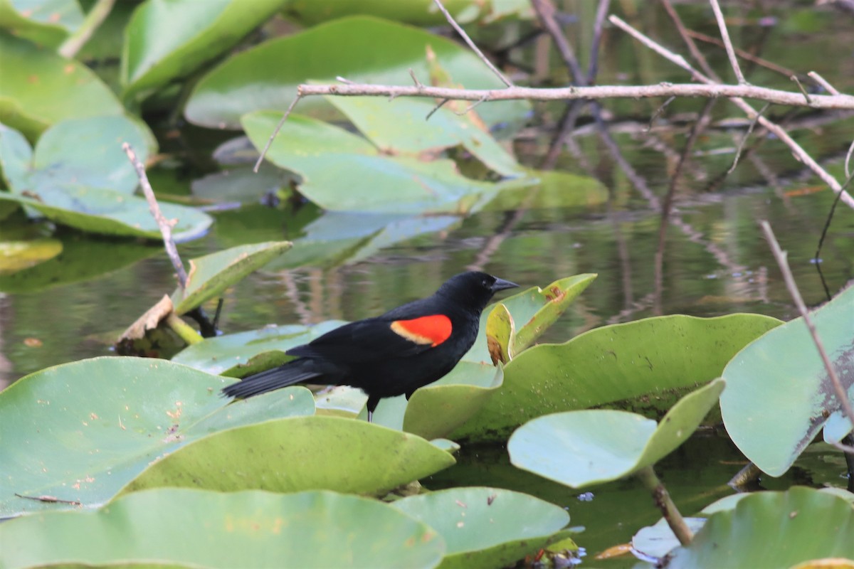 Red-winged Blackbird - ML442125701