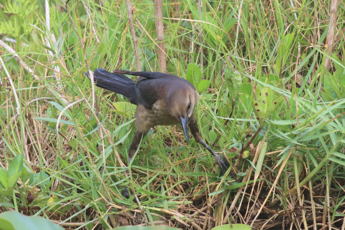 Boat-tailed Grackle - ML442126161