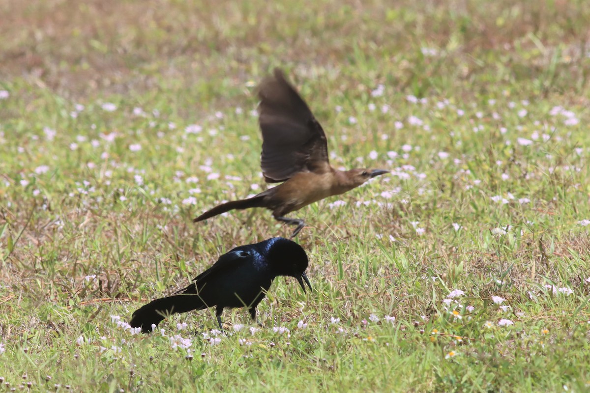 Boat-tailed Grackle - ML442126221