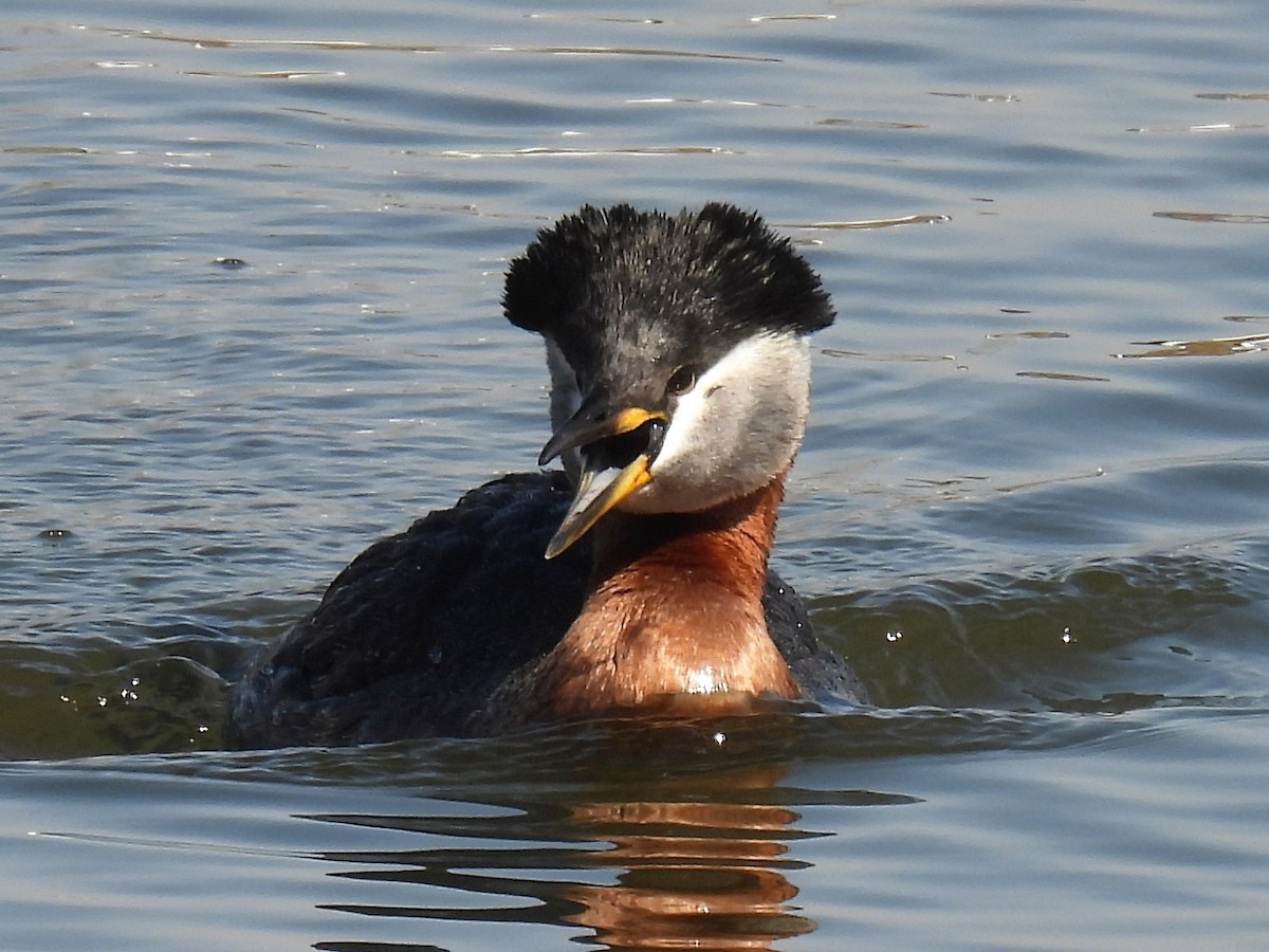 Red-necked Grebe - ML442127411