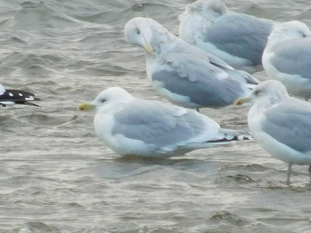 Iceland Gull (kumlieni) - ML44212791