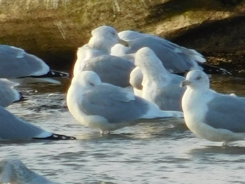 Iceland Gull (kumlieni) - ML44212801