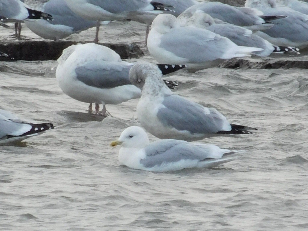 Iceland Gull (kumlieni) - ML44212811